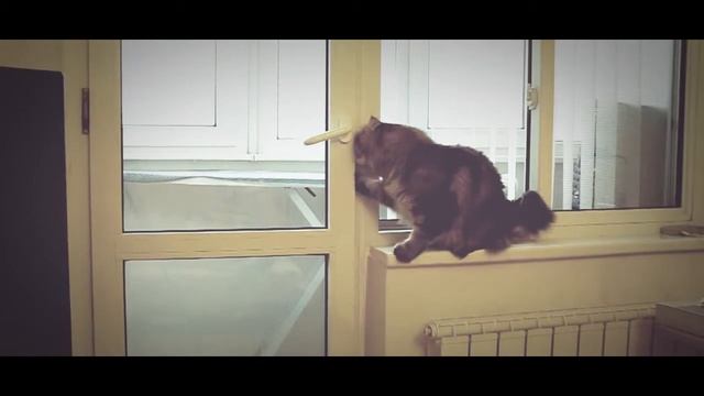 Умный кот догадался, как открыть дверь! смотреть онлайн