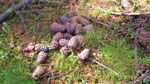 Югорчанам рассказали о правильном сборе кедровых шишек