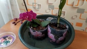 Беру ТАЗ с водой и купаю ОРХИДЕИ! цветение очень радует меня!