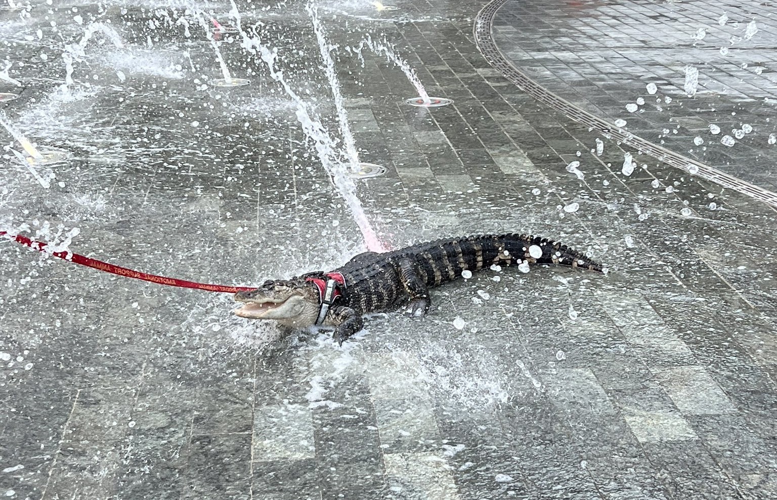 В Филадельфии посетительница парка привела на прогулку аллигатора