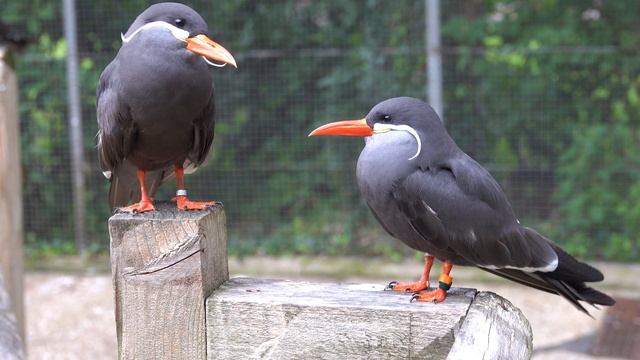 The whiskers of the inca terns - Birdworld, Surray, UK смотреть онлайн