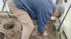 Тепличные помидоры как за ними ухаживать и когда сажать
