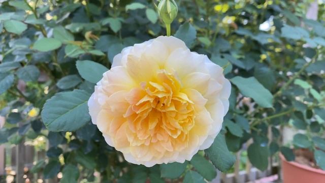 Rose - Molineux смотреть онлайн