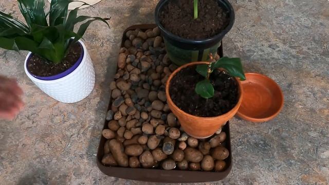 Полив ? комнатных растений на время отъезда | Можно ли поливать комнатные цветы водой из под крана