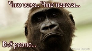 С Понедельником! Прикольная Музыкальная Открытка Пожелание! Понедельник День тяжёлый!