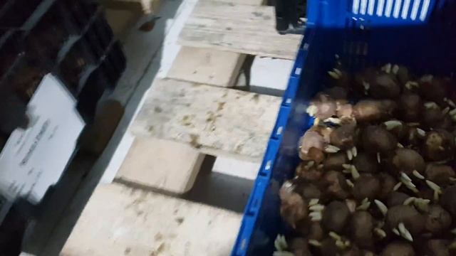 Начало выгонки тюльпана смотреть онлайн