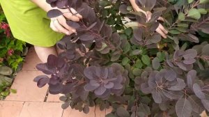 Скумпия в средней полосе ? Переживет ли зиму?