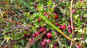 прогулка по лесу клюква на болоте.