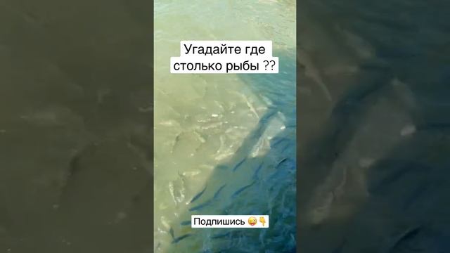 Много рыбы, кормление рыбок в живой среде