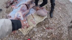 Аудитория строго 18+. Как разделать оленя и что самое ценное в нём