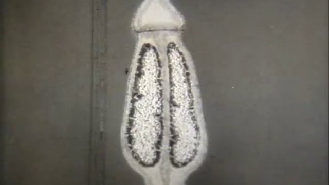 Зелёный мох кукушкин лён 1 смотреть онлайн