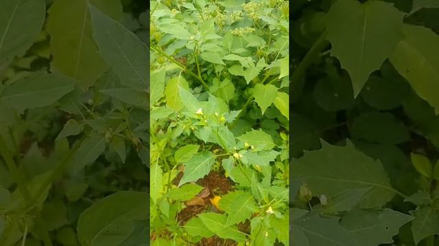 Ground cherry plant in rainy season