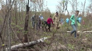 Целый гектар под Хабаровском засадили активисты молодыми саженцами кедра
