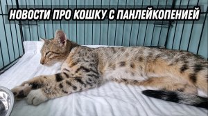 Новости про кошку с панлейкопенией!