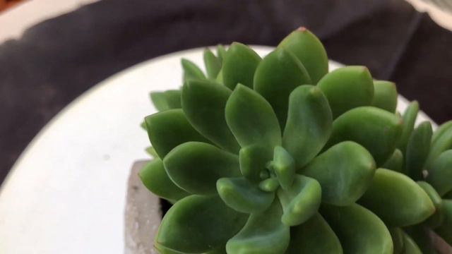 Sedum Alice Evans | My Succulent Collection #succulentlover смотреть онлайн