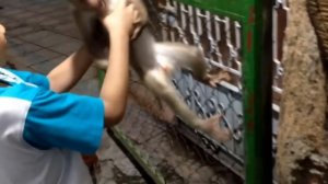 Monkey Neglected in Store at Vietnam