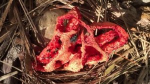 Unusual mushroom Clathrus ruber, the Basket Stinkhorn