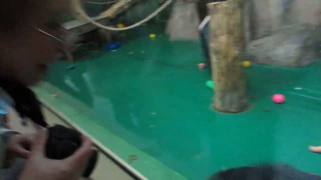 Шимпанзе Филя и Люся заигрывают с Ниной 26.09.17 смотреть онлайн