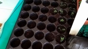 Пикировка гвоздики травянка и посев дельфиниума!! Удобные кассеты из Экономстроя для рассады!!