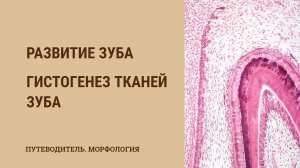 Развитие зуба.  Стадия гистогенеза тканей зуба