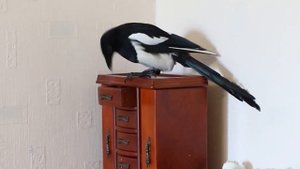 МАЛОВАТО!  (домашняя сорока Винч)