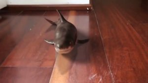 РУЧНАЯ БЕЛАЯ АКУЛА!!! не верьте своим глазам 2019