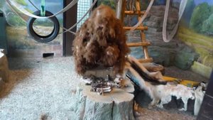 Йети в Нижегородском зоопарке "Лимпопо"