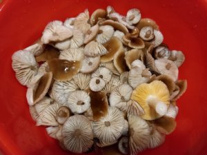 ❗Грибов в лесу хоть косой коси ❗ Грибник устал собирать грибы❗ 12.11.2023 г. Курская область❗