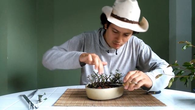 Actualización de Bosque Cotoneaster horizontalis - Bonsai Ecuador смотреть онлайн