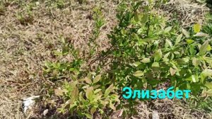 Цветение голубики. май