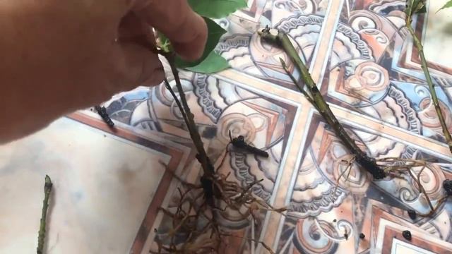 Размножение лаврового листа черенками.