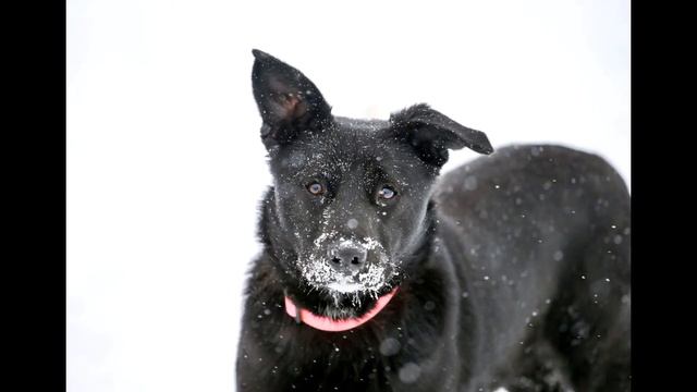 Чёрная красавица Лана ждёт свою семью! смотреть онлайн