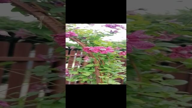 @ Клематис Пурпуреа Плена Элеганс (Purpurea Plena Elegans).. ~01