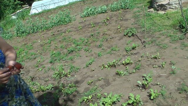 Новинка Клубника гигант - снимаем пробу смотреть онлайн