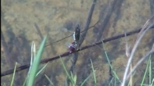 7_Приспособление клопа-водомерки к жизни на воде