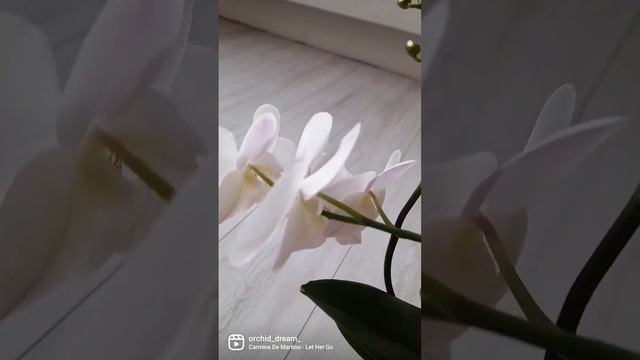 Орхидея Кембридж 🤍💛🤍Phal. Cambridge смотреть онлайн