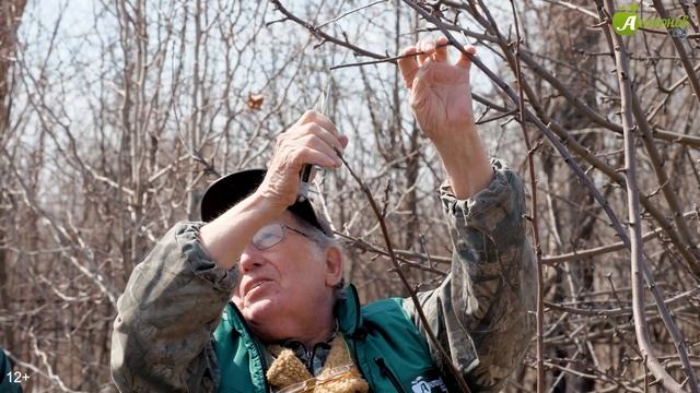 Весенняя обрезка плодовых деревьев. МАСТЕР-КЛАСС от опытного эксперта Анатолия Сидоровича
