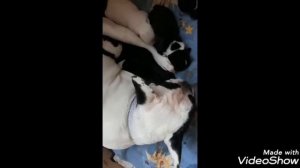 ФРАНЦУЗСКИЙ БУЛЬДОГ?РОДЫ?ЩЕНКИ?