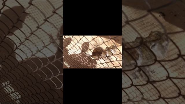 Блохи в Витебском зоопарке. "aha ha life" Monkeys in Vitebsk Zoo. Витебск 974. Прогулки по Витебску