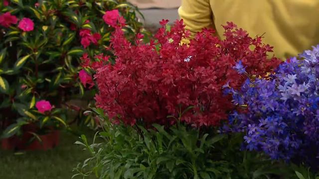 Cottage Farms 3-piece Red Riding Hood Penstemon Collection with Courtney Cason смотреть онлайн