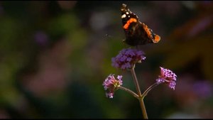 Цветы и бабочки часть 1