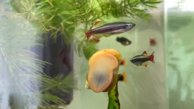 100% МЕТОД СПАСЕНИЯ МАЛЬКОВ ЖИВОРОДЯЩИХ РЫБ ИЗ ОБЩЕГО АКВАРИУМА l ВСЕГО ОДНА ВЕЩЬ МОЖЕТ СПАСТИ ВСЕХ смотреть онлайн