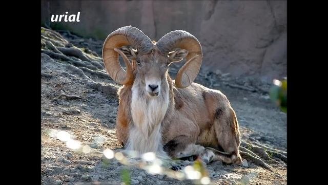 List Of Animals Starting With U - All Animals