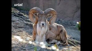 List of Animals Starting with U - All Animals