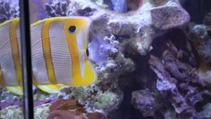 Бабочка пинцет-хелмон (Носатый хелмон) Chelmon rostratus