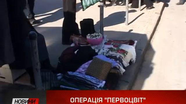 Операція "Первоцвіт". Продавці підсніжників нищать рослини, занесені до Червоної Книги. смотреть онлайн