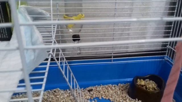 условия для содержания крысы смотреть онлайн