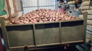 Картофель 2023! Какой же получился урожай.....