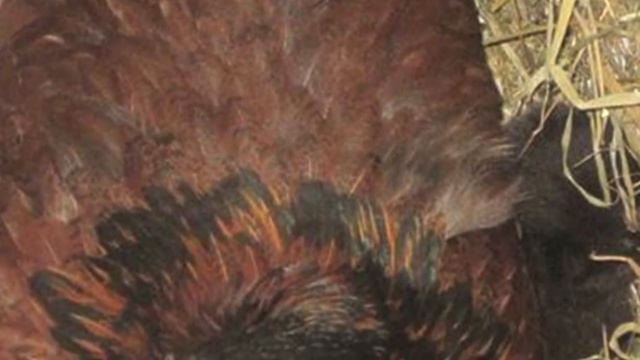 Эта курица вдруг стала прятаться… Заглянув в гнездо, фермер был сражен наповал! смотреть онлайн