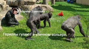 Гориллы гуляют в уличном вольере.